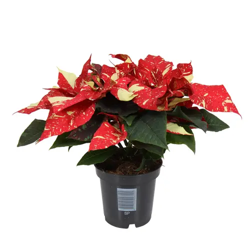 Poinsettia rot/creme Midi Super Glitzer 3+Blüte T10,5 H025