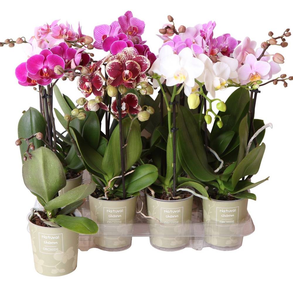 Phal.1-R mix Charm Natural T09 H040