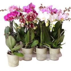 Phal.1-R mix Charm Natural T09 H040