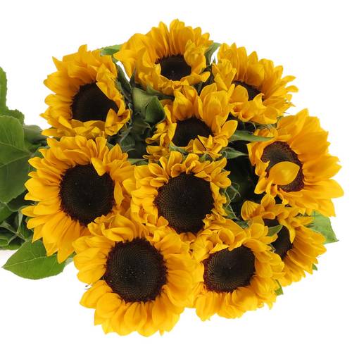 Sonnenblume gelb Orange Fire 65cm