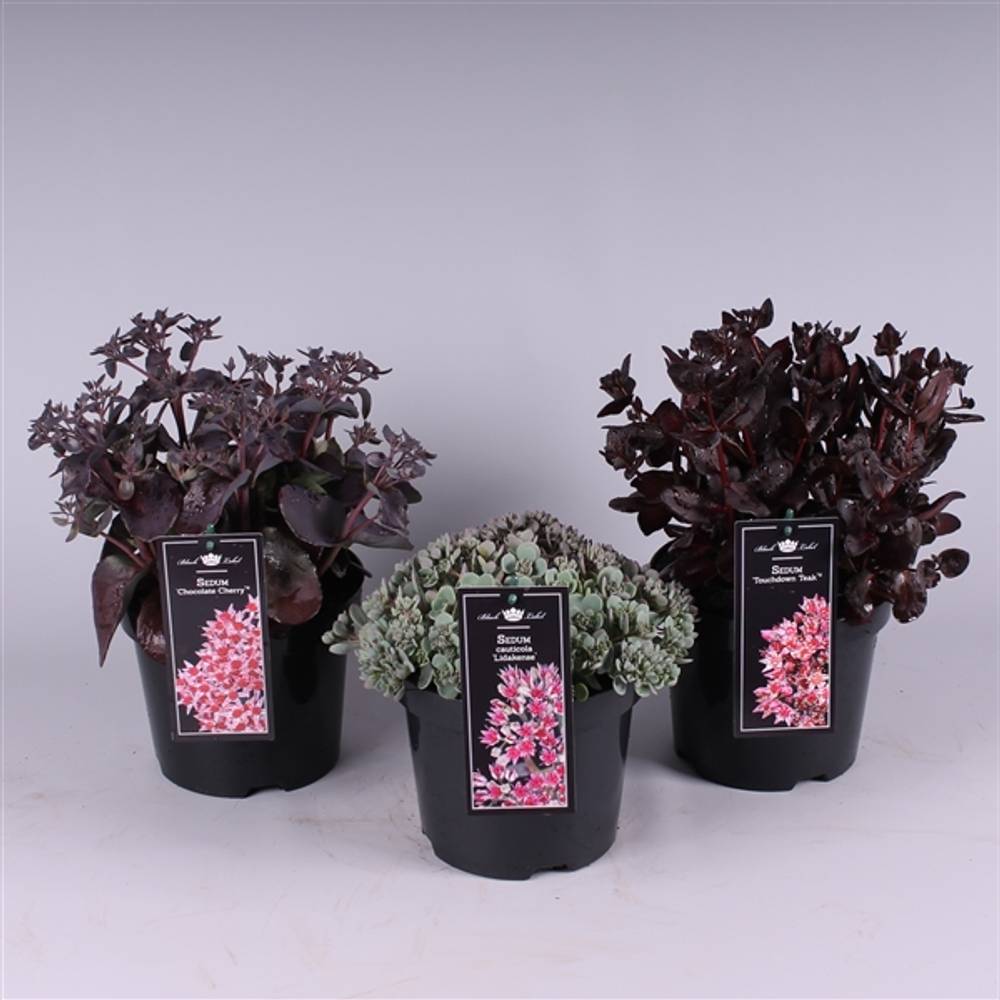 Sedum mix T19 H40