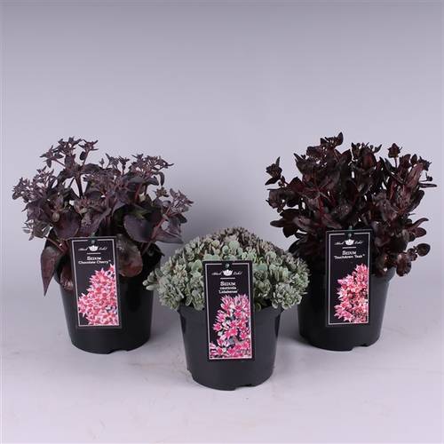 Sedum mix T19 H40