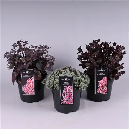Sedum mix T19 H40