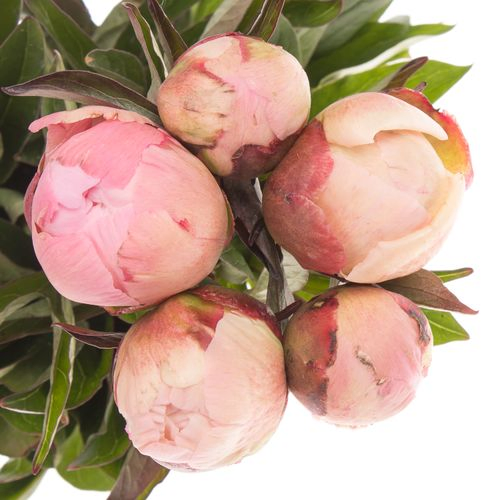 Pfingstrose rosa Crousse 50cm