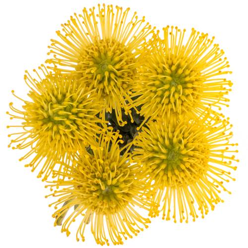 Nutans gelb Ayoba 50cm