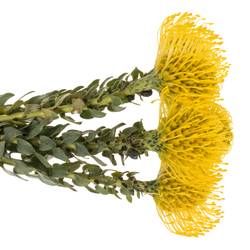 Nutans gelb Ayoba 50cm