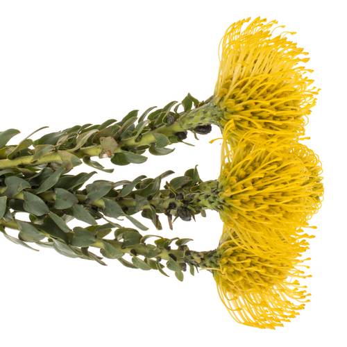 Nutans gelb Ayoba 50cm
