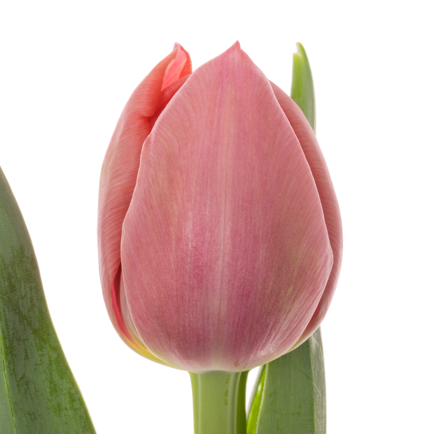 Tulpe apricot doppel Etched Bakkum 46 Gram