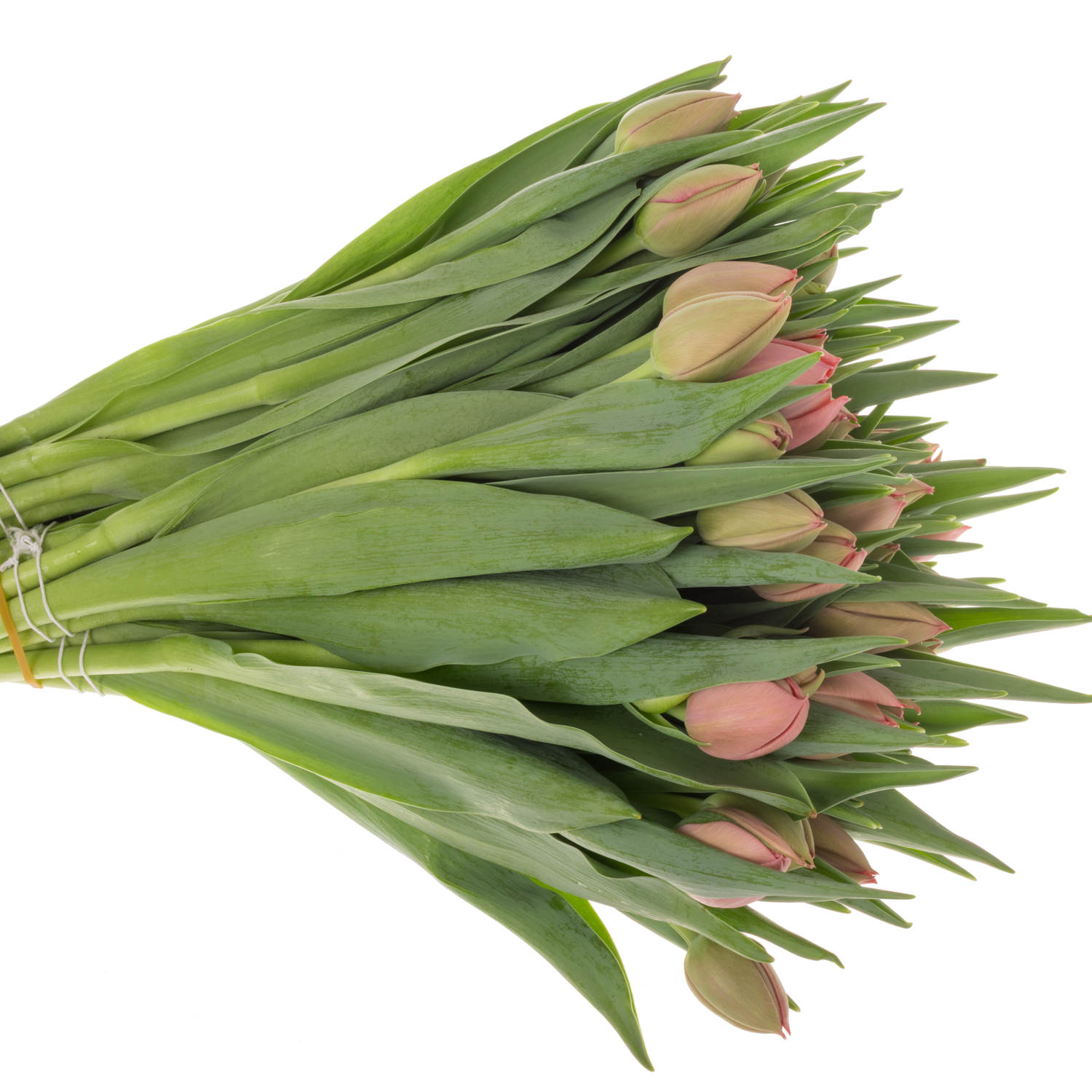 Tulpe apricot doppel Etched Bakkum 46 Gram