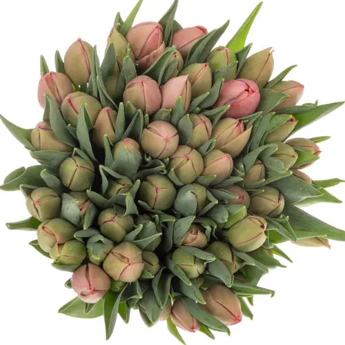 Tulpe apricot doppel Etched Bakkum 46 Gram