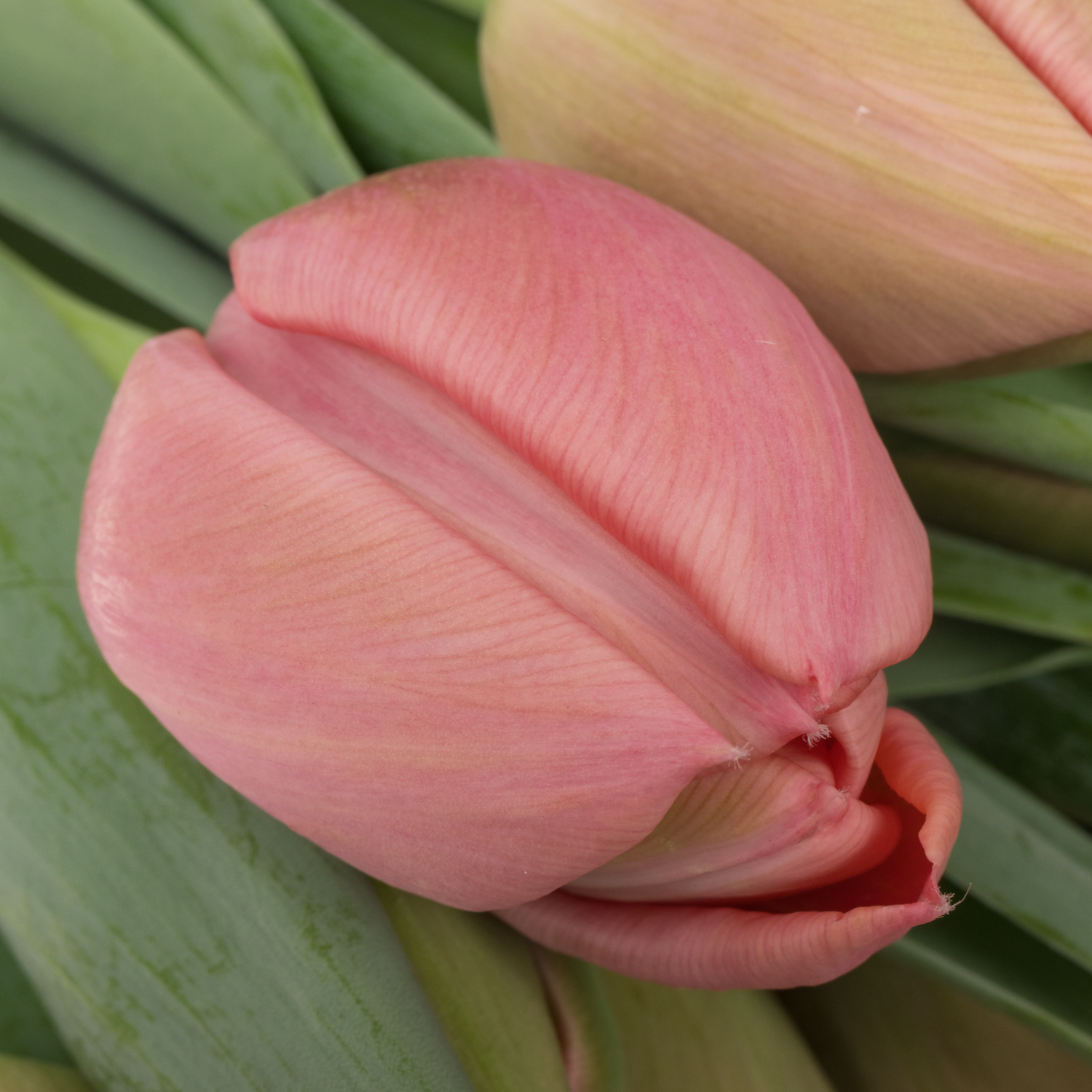 Tulpe apricot doppel Etched Bakkum 46 Gram