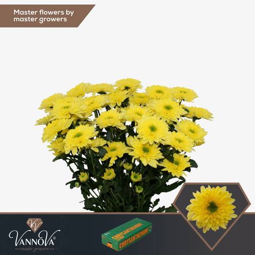 Chrys.Tros gelb-grün Commander Yellow 80 Gramm 70cm