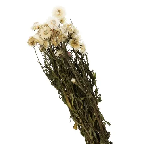 Trocken Helichrysum weiss L60cm