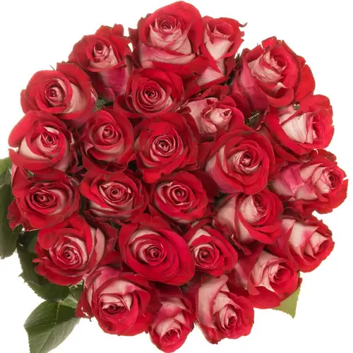 Rose creme/rot Bluez (Ec) 60cm