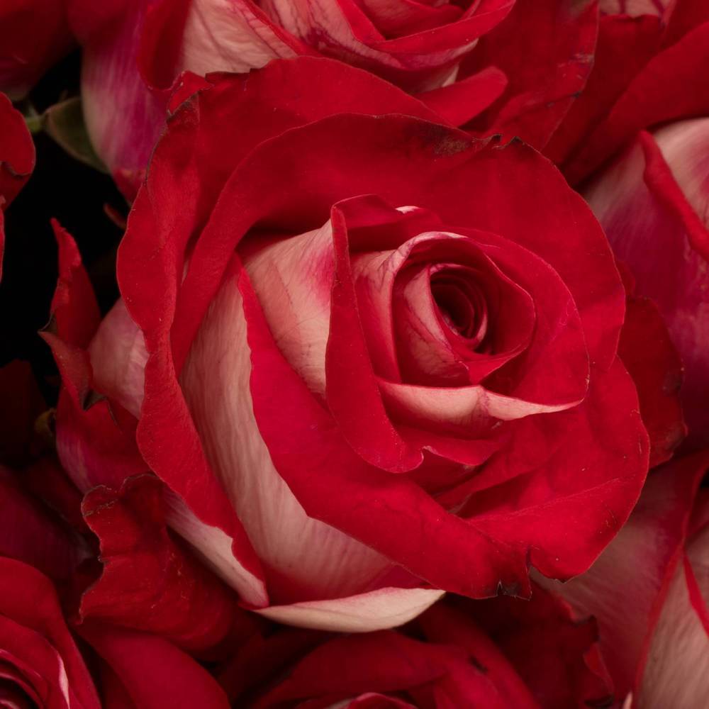 Rose creme/rot Bluez (Ec) 60cm
