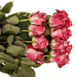 Rose creme/rot Bluez (Ec) 60cm