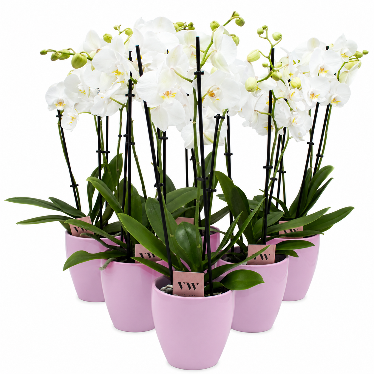 Phal.3-R weiss Im Odense Übertopf T12 H050