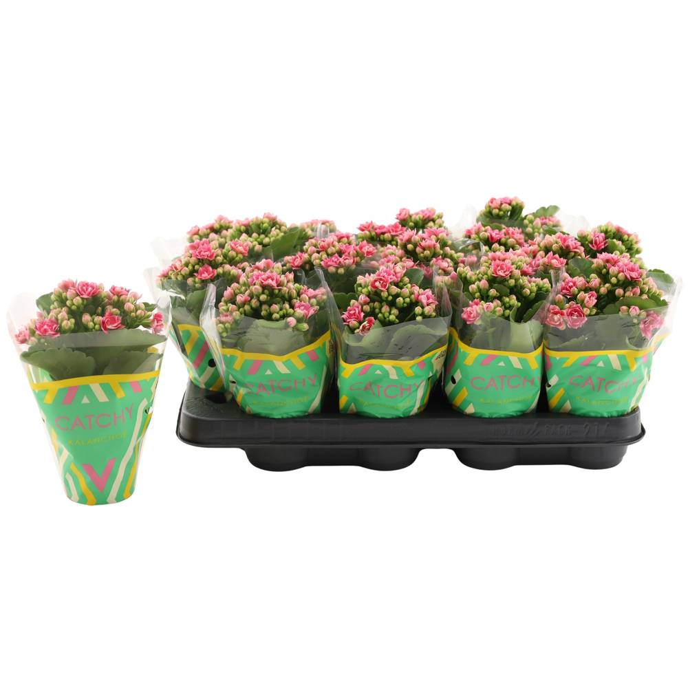 Kalanchoe Gef. dunkel rosa Bicolor T08 H015
