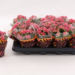 Kalanchoe Gef. dunkel rosa Bicolor T08 H015