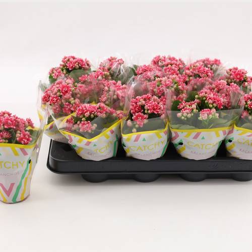 Kalanchoe Gef. dunkel rosa Bicolor T08 H015