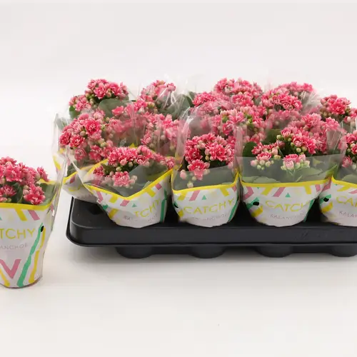 Kalanchoe Gef. dunkel rosa Bicolor T08 H015