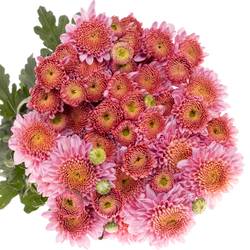 Chrys.Freil.Tros rosa Blenda