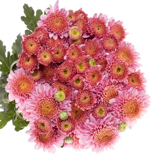 Chrys.Freil.Tros rosa Blenda