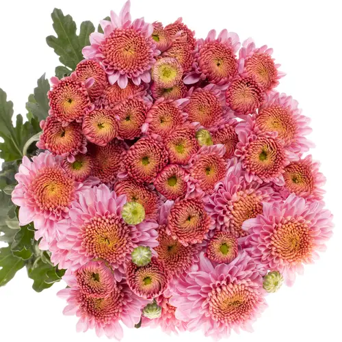 Chrys.Freil.Tros rosa Blenda