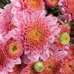 Chrys.Freil.Tros rosa Blenda