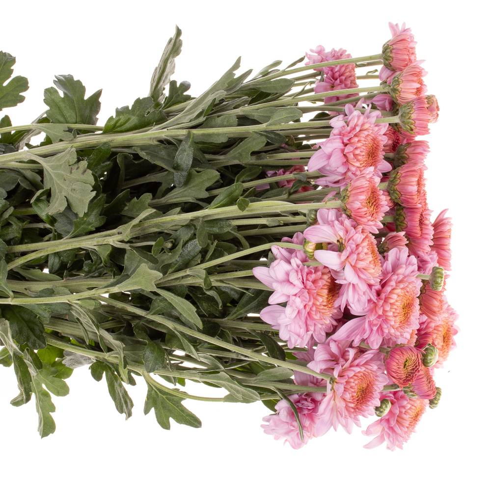 Chrys.Freil.Tros rosa Blenda