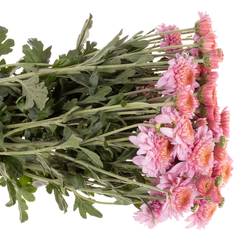 Chrys.Freil.Tros rosa Blenda