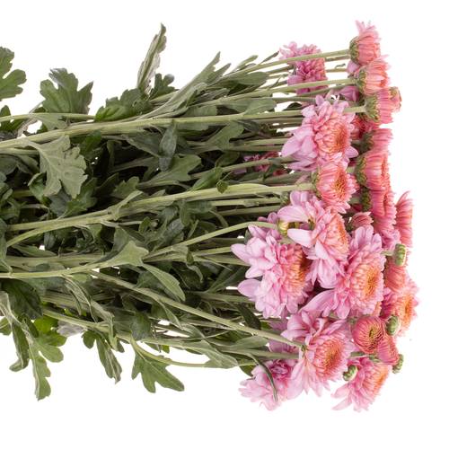 Chrys.Freil.Tros rosa Blenda