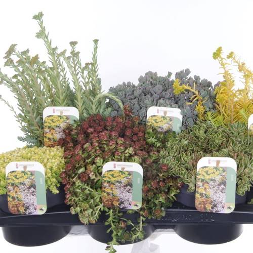 Sedum mix T17 H30