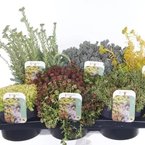 Sedum mix T17 H30