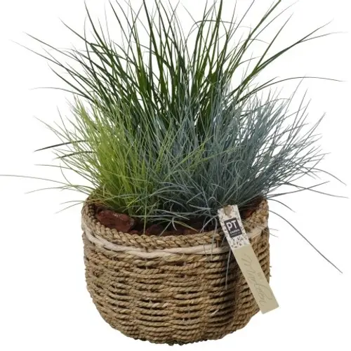 Garten.Arr PTOG1621 T20 H040