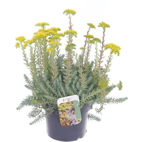 Sedum Reflexum T17 H045