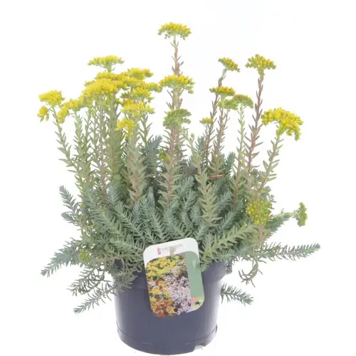 Sedum Reflexum T17 H045