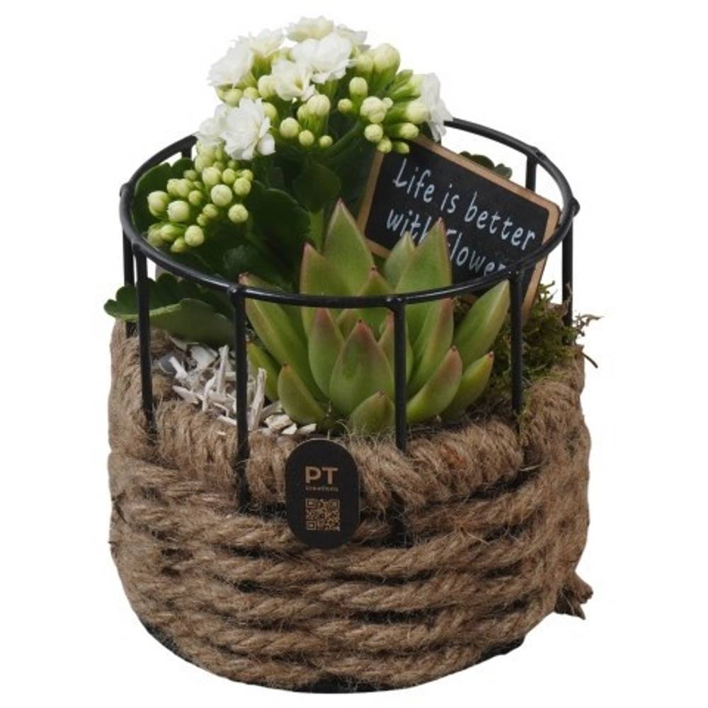 Kal.Arr PTIB5272 T12 H017