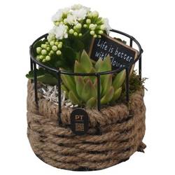 Kal.Arr PTIB5272 T12 H017