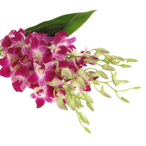Dendrobium lila/weis Galaxy 40cm