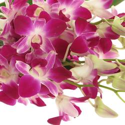 Dendrobium lila/weis Galaxy 40cm