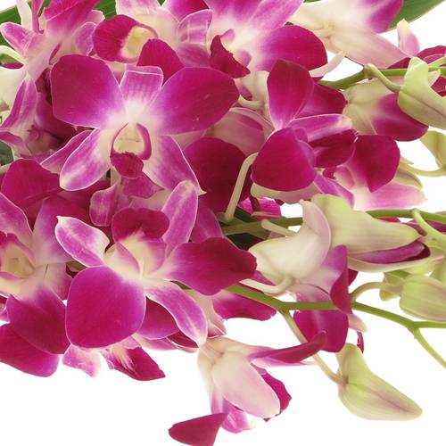 Dendrobium lila/weis Galaxy 40cm