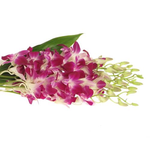 Dendrobium lila/weis Galaxy 40cm