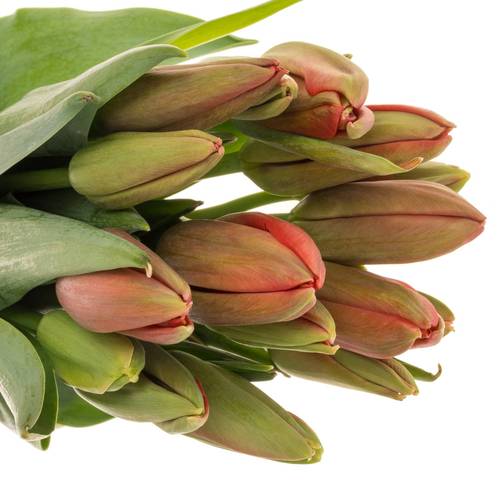 Franz.rot Proud 85 Gramm 55cm