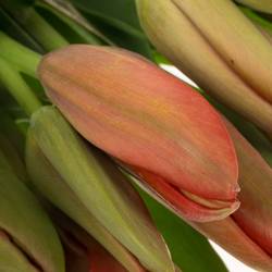 Franz.rot Proud 85 Gramm 55cm