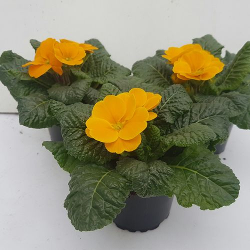 Pr.Acaulis orange T09 H15
