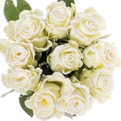 Rose creme/weiss Frost Alpe Dhuez 60cm