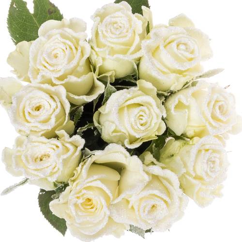 Rose creme/weiss Frost Alpe Dhuez 60cm