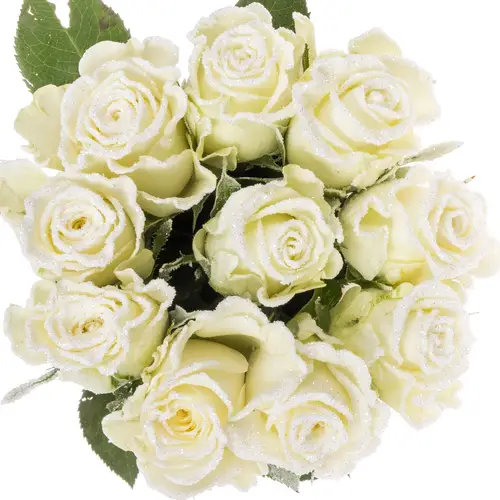 Rose creme/weiss Frost Alpe Dhuez 60cm