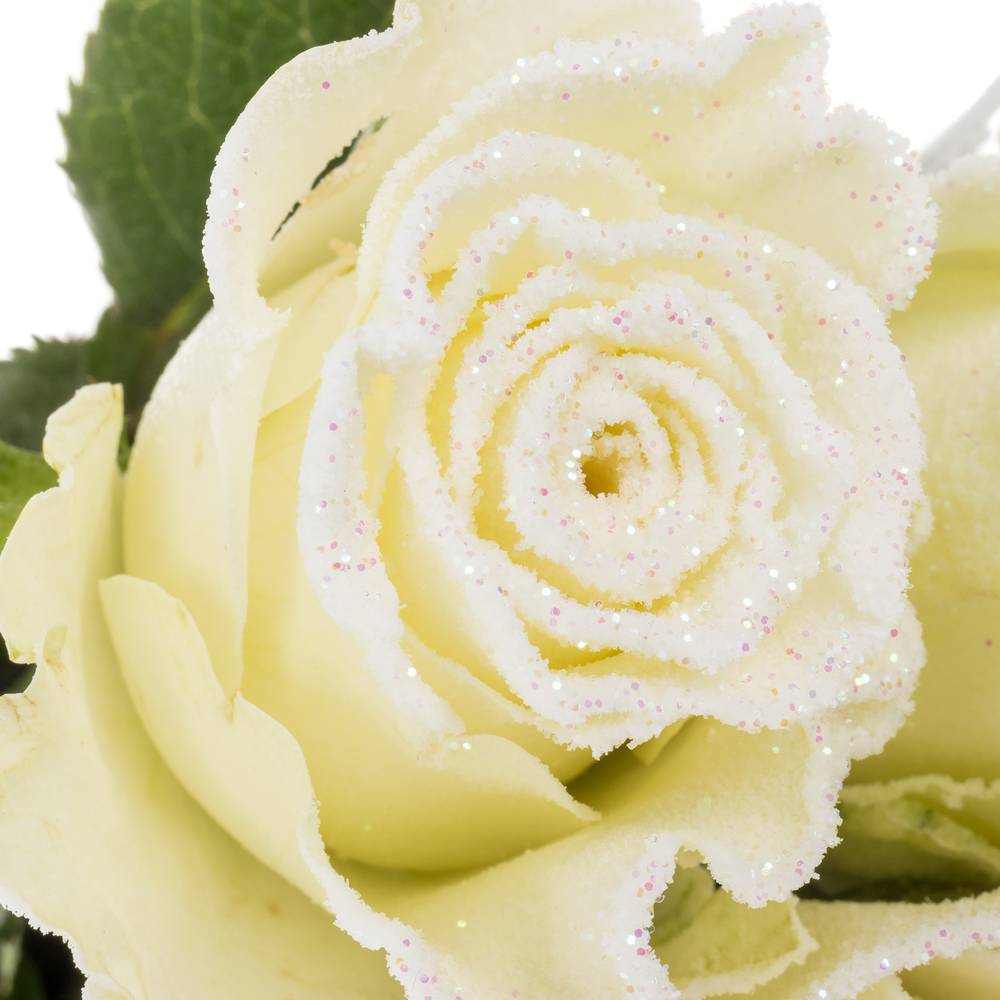 Rose creme/weiss Frost Alpe Dhuez 60cm